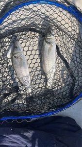 European Bass (Seabass)
