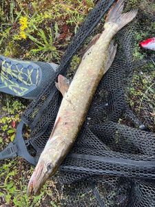 Northern Pike