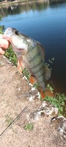 European Perch