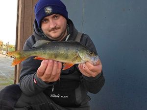 European Perch