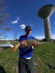 Common Carp