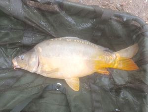 Mirror Carp
