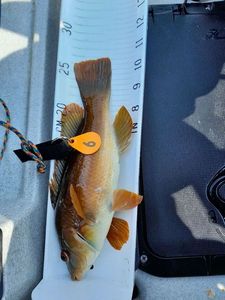 Ballan Wrasse
