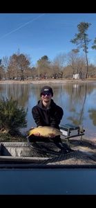 Common Carp