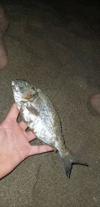 Gilthead Seabream