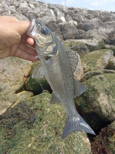European Bass (Seabass)