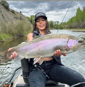 Rainbow Trout