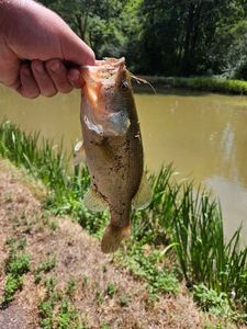 Largemouth Bass