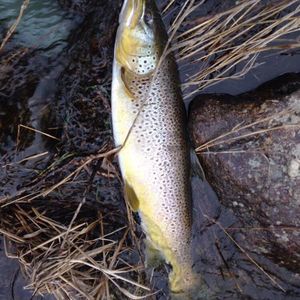 Brown Trout