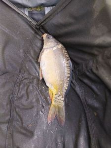 Mirror Carp