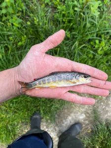 Brown Trout