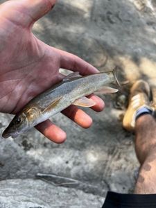 Muskellunge (Musky)