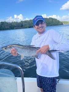 Tarpon