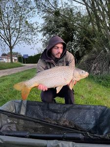 Common Carp