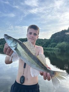 Zander