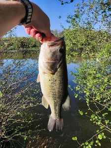 Largemouth Bass