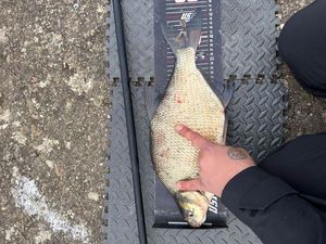 Common Bream