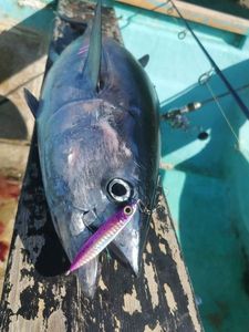 Longtail Tuna