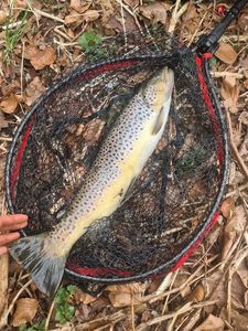 Brown Trout