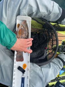 Ballan Wrasse