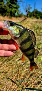 European Perch
