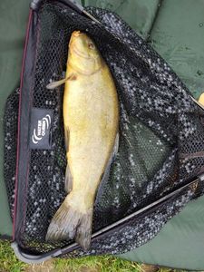 Tench