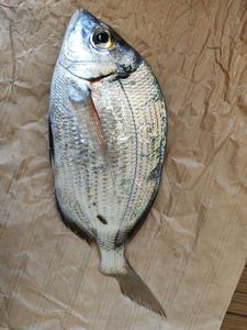Common Two-banded Seabream