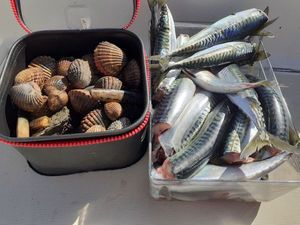 Mackerel