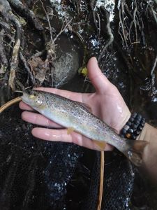 Brown Trout