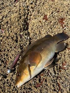 Ballan Wrasse