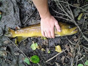 Brown Trout