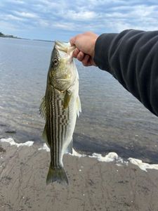 Striped bass