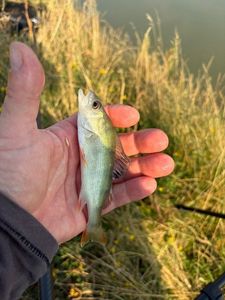 European Perch