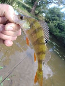 European Perch