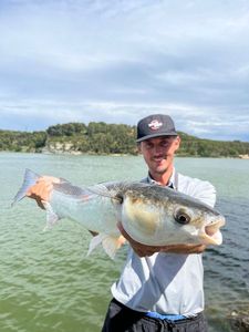 Flathead Grey Mullet