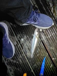 Whiting