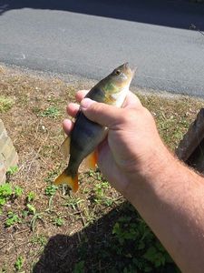European Perch