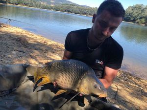 Common Carp
