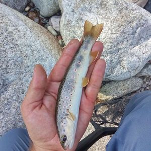 Brown Trout