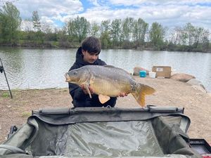 Mirror Carp