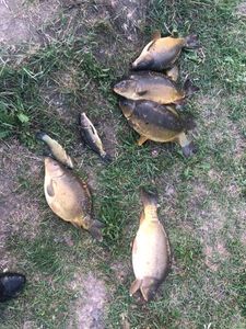 Mirror Carp