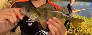 European Perch