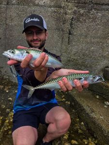 Mackerel