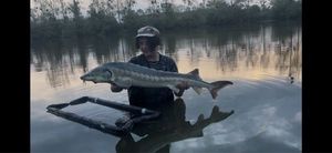 Sturgeon