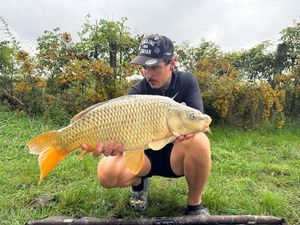 Common Carp