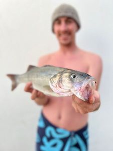 European Bass (Seabass)