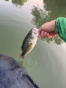 Largemouth Bass