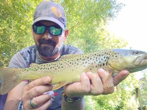 Brown Trout