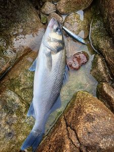 European Bass (Seabass)