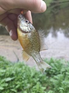 Green Sunfish